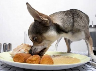 如何为您的宠物选择合适的食物,只需注意这些方面就行了