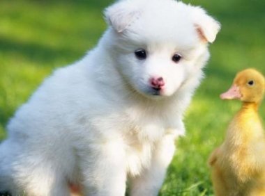 狗狗为什么老是叫?平时训练很重要