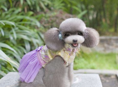 泰迪不爱吃狗粮怎么办，这样做便不再挑食