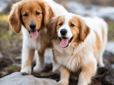 怎样训练土狗大小便