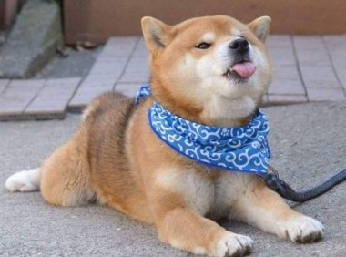 柴犬会不会咬人?惹急了当然会