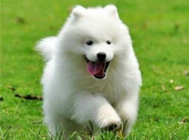 怎样训练萨摩耶犬?看看训练师怎么说
