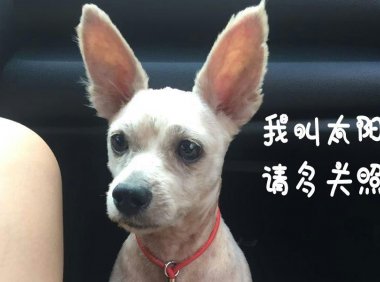 好听的小狗名字,不重名快快收藏