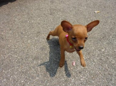 小鹿犬拉稀怎么办？根据病因针对治疗