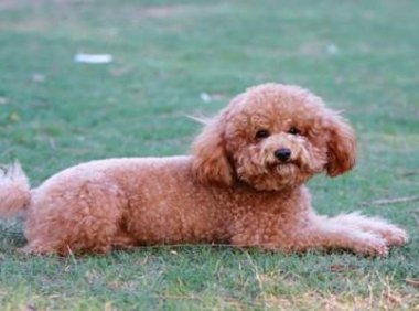 泰迪犬能活多少年?美好的日子总是短暂的