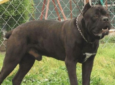 卡斯罗咬人吗?禁养犬可不是闹着玩的