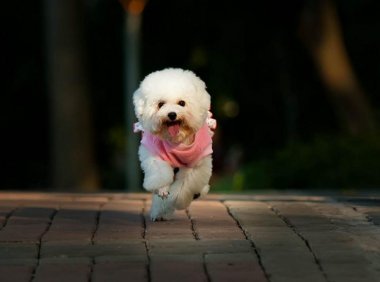 贵宾犬和比熊哪个聪明?可以这样对比一下