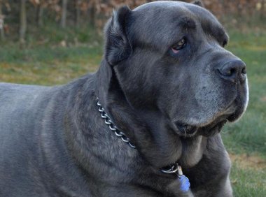 卡斯罗和比特谁厉害?通过这些来做出比较