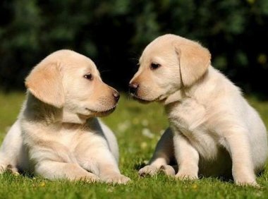 拉布拉多的缺点,爱屋及乌的你也要看看这些