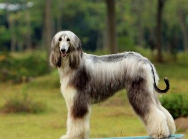 阿富汗猎犬为什么禁养？饲养有风险需谨慎