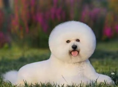 比熊犬一般有多大呢？小型犬能大哪去