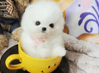 茶杯犬可以长多大?  不愧是袖珍狗狗