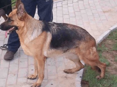 马犬拉稀怎么办,首要任务改善饮食