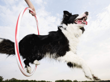 世界犬种智商排行 泰迪居然比金毛聪明