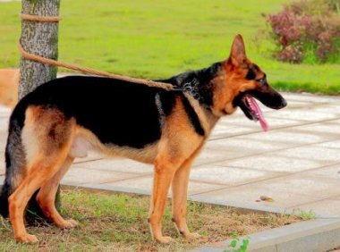 黑背和德牧的区别,看看它两哪里不同