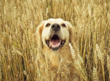 狗狗又吐又拉稀怎么办?看情况是否要送医