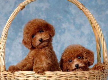 贵宾犬有野生的吗?来了解下它们的历史