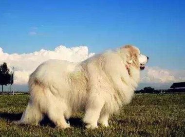 大白熊犬能牧羊吗？千万别小看了它们