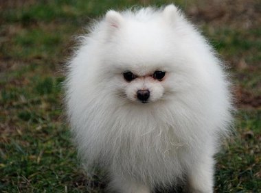 养柯基的人怎么那么少?这些原因影响大