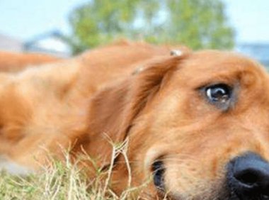 狗狗狂犬病的早期症状,这些方面会很明显