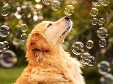 怎样训练金毛？训练教程基础篇