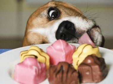 比格犬好训练吗，前提是要这样训练