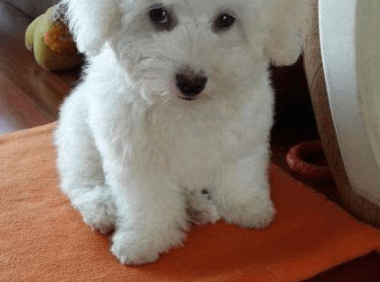 比熊和博美可以一起养吗?看完你应该放心了