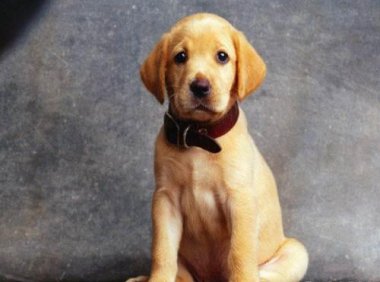 拉布拉多后腿无力的原因及解决办法