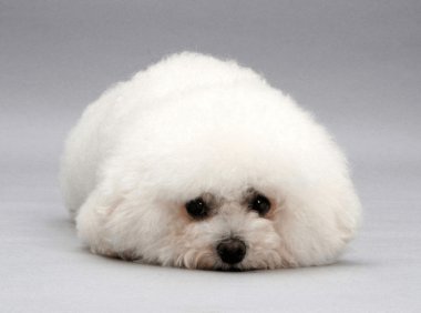 比熊怎么训练？合适的方法事半功倍