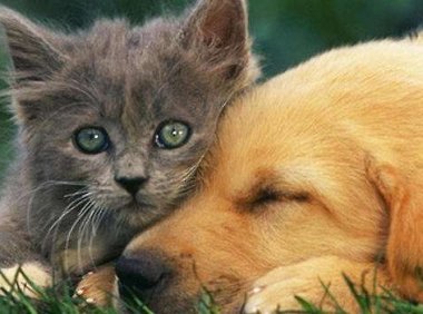 宠物怎么带回家,三大方法供你选择