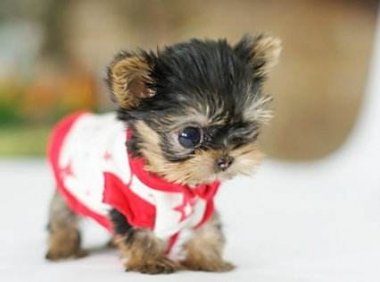 茶杯犬哪里有卖?小编带你了解茶杯犬