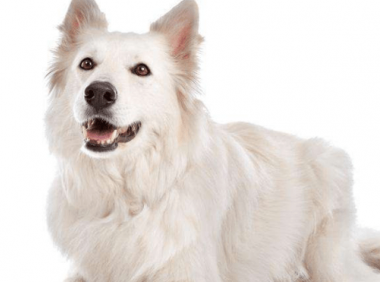 白色牧羊犬多少钱一只,纯纯的颜色代表着高贵