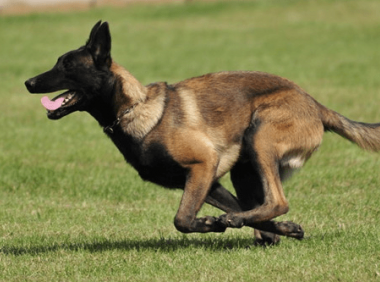 马犬吃什么狗粮,学着点把它喂的更健康