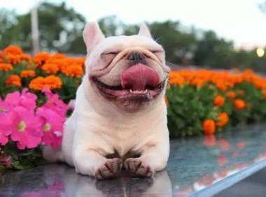 法国斗牛犬成年多重,小巧的它真的适合你吗