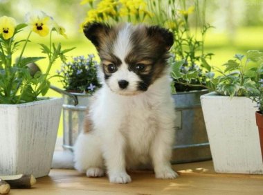 蝴蝶犬适合小孩养吗?看完这些自然就知道了