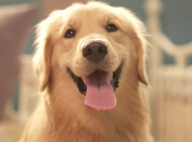 狗死了怎么处理，三种方法供你选择