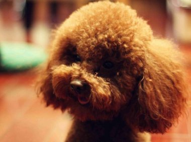 泰迪能吃西瓜吗?适量就好