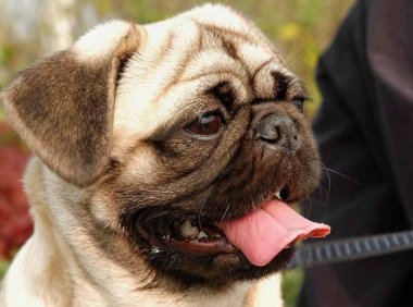 巴哥喜欢吃什么？建议以下这些食物