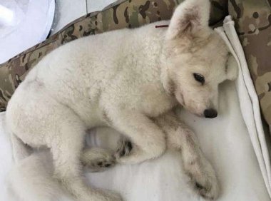 细小病毒潜伏期多久，犬细小症状详细讲解！