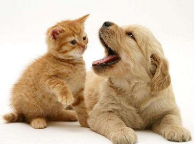 金毛幼犬老是乱咬东西怎么办?