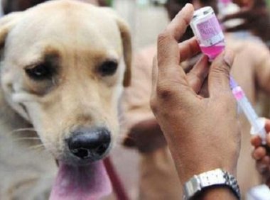 狗狗得狂犬病的症状，见到这些情况要注意了