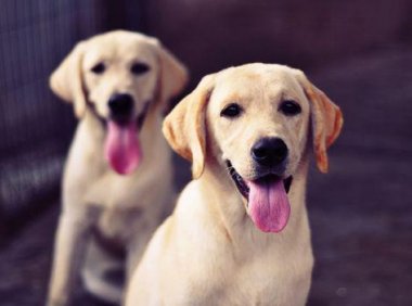 拉布拉多温顺吗?这些知识你应该感兴趣