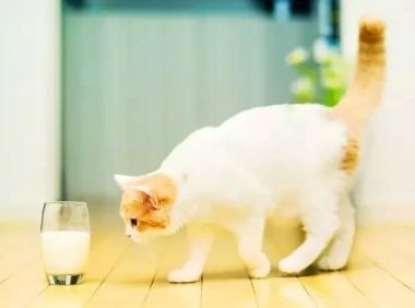 猫不能吃的东西有这些，养猫的你不看看？