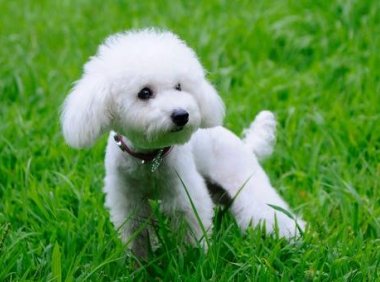 狗狗厌食怎么办?找准原因再对症治疗