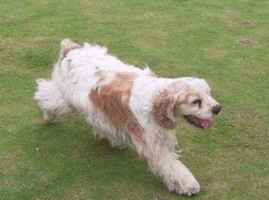 宠物狗那种好，选小狗或大狗看个人