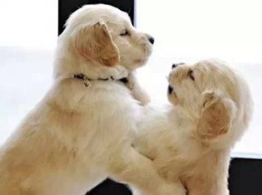 小金毛犬吃什么好,掌握三点再容易不过