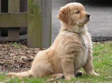 金毛几个月发情？一般就是成年之时