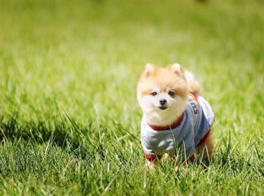 狗狗缺钙的症状,很明显的表现就是这些