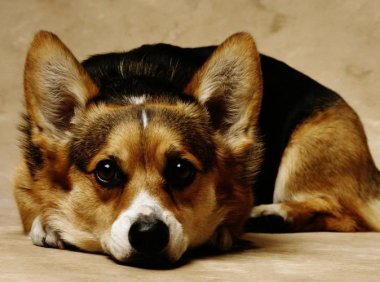 柯基犬吃什么狗粮好?给你几点建议