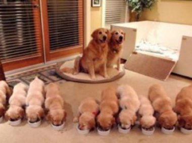 金毛犬为什么掉毛?这些地方都有原因